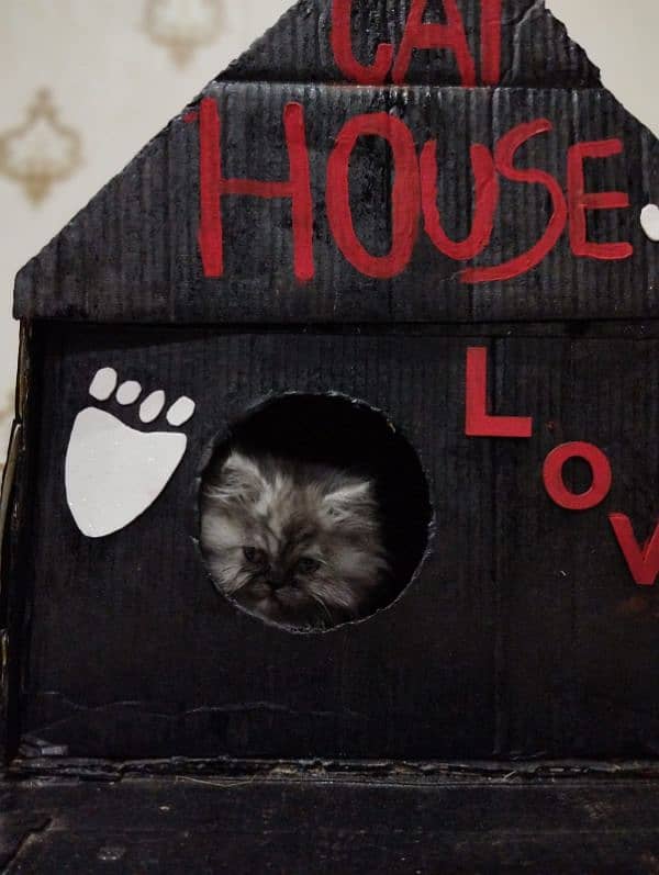 grey colour female cat father piki face mother doll face 3