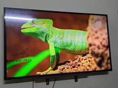 URGENT SALE LCD 55 INCH