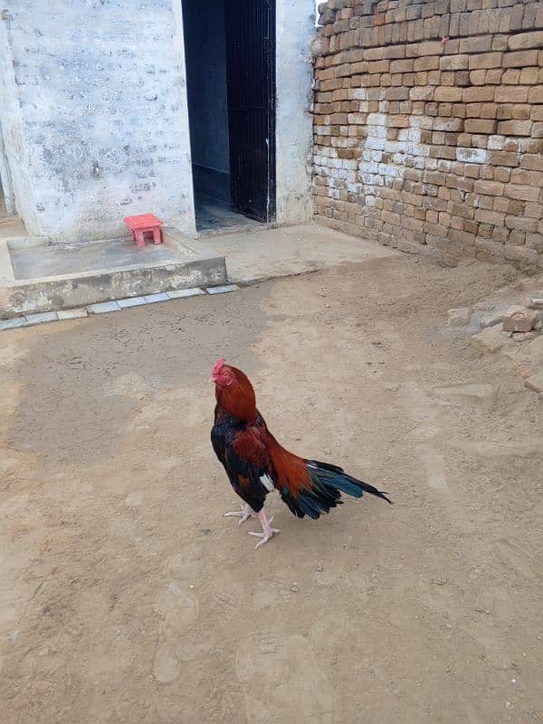 mianwali aseel murga for sale 5