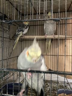 cockatiels and budgies with cage for sale