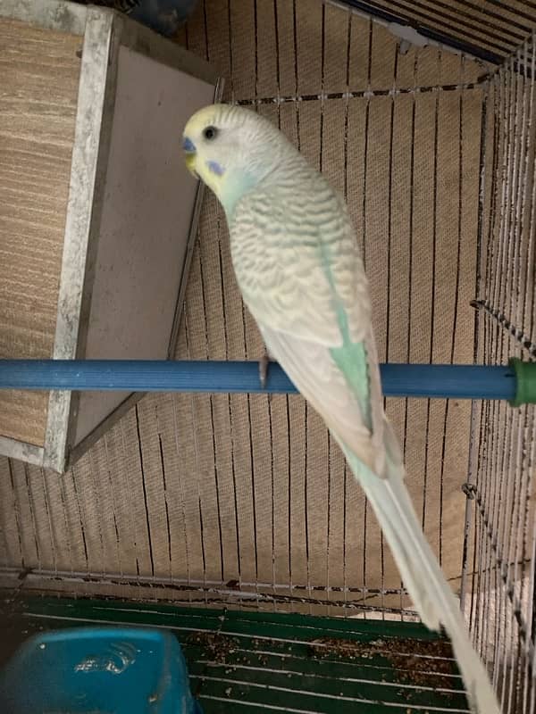 cockatiels and budgies with cage for sale 1