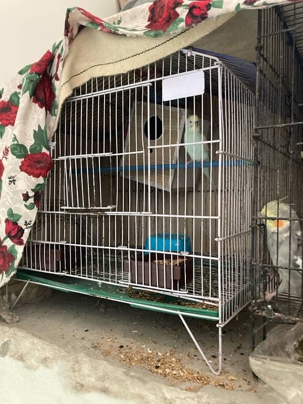 cockatiels and budgies with cage for sale 2