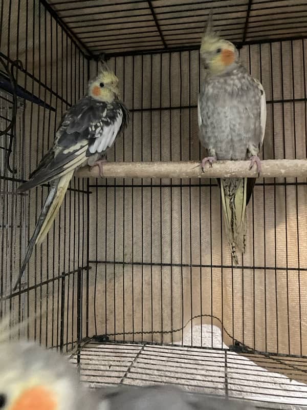 cockatiels and budgies with cage for sale 3