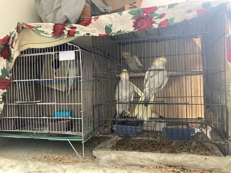 cockatiels and budgies with cage for sale 4