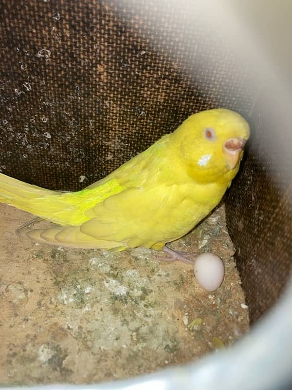 cockatiels and budgies with cage for sale 5