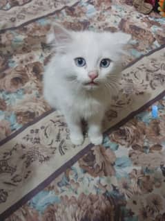 Persian cat baby