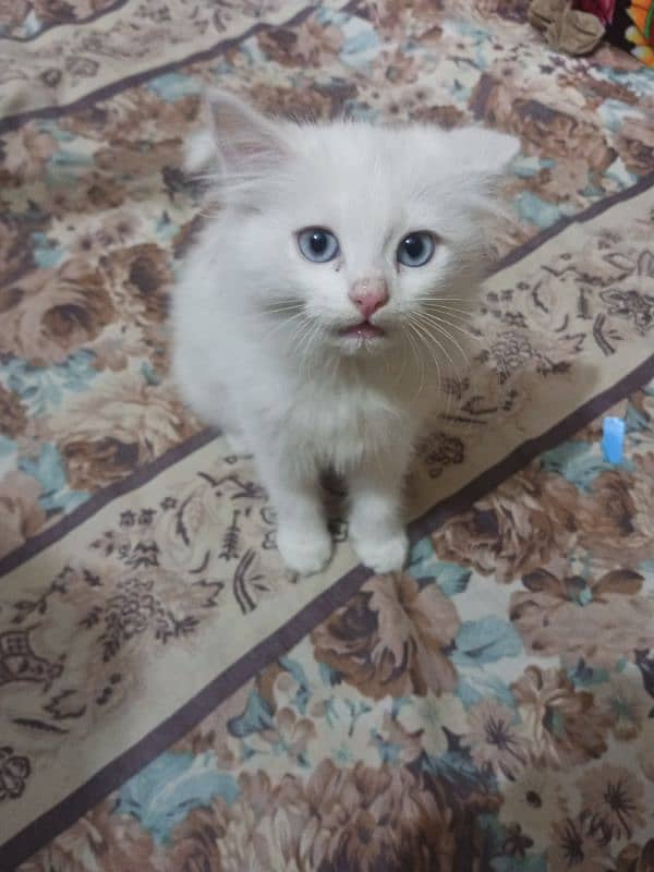 Persian cat baby 0