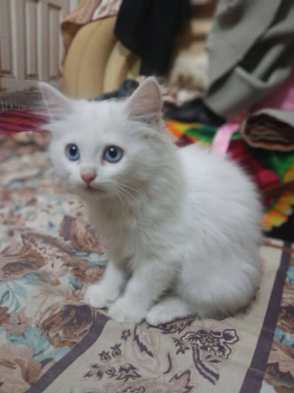 Persian cat baby 1