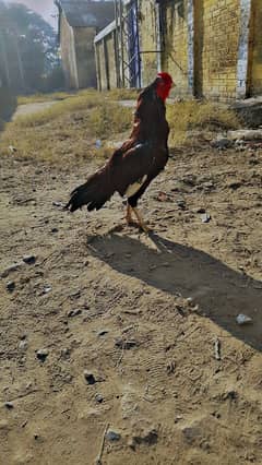 Aseel Hens | Mianwali Aseel | Aseel pur mianwali| Aseel Hens For Sale