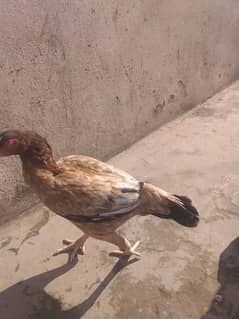 hen for sale