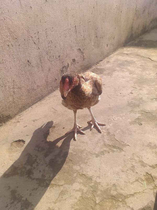 hen for sale 1