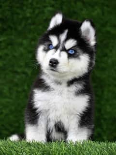 Husky puppies 03361777030