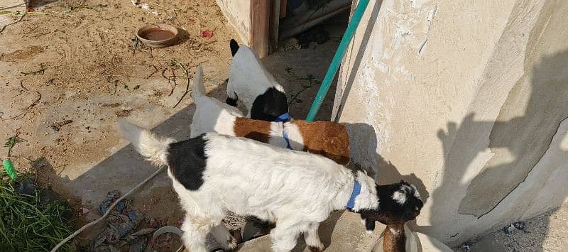 1 month old goats buy 3 at 15000 each 1