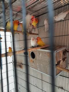 lovebird colony consisted of 05 breeder pair &10 mix with cage 4×4ft