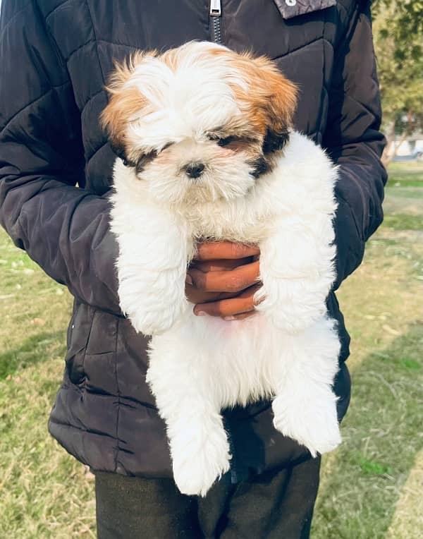 Microchipped Shihtzu Male Puppy 0