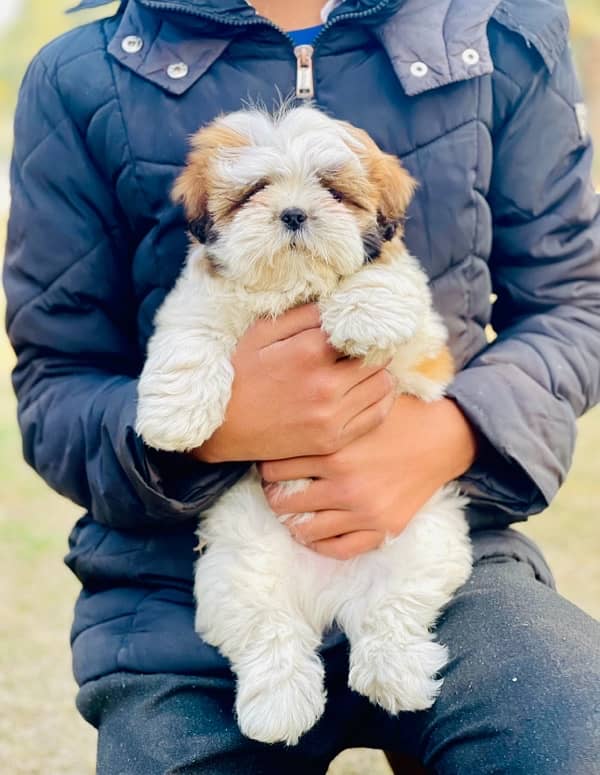 Microchipped Shihtzu Male Puppy 1