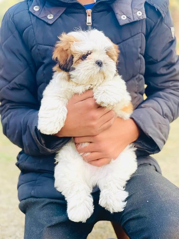 Microchipped Shihtzu Male Puppy 2