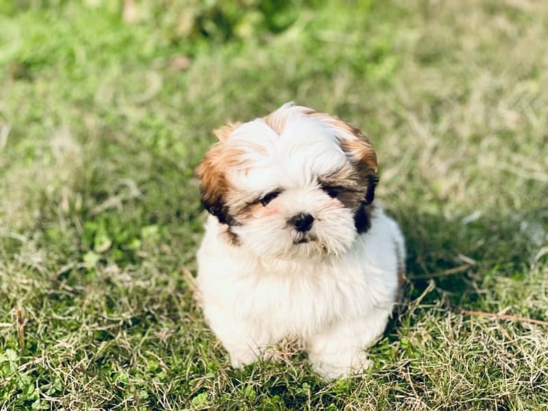 Microchipped Shihtzu Male Puppy 3