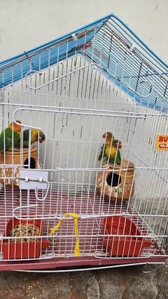 lovebirds breader pair