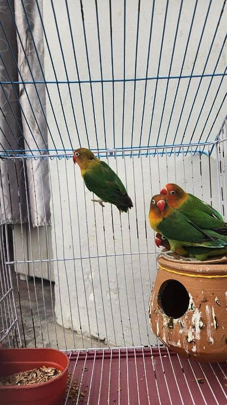 lovebirds breader pair 1