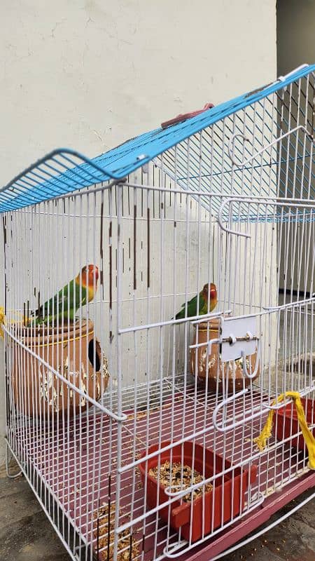 lovebirds breader pair 4