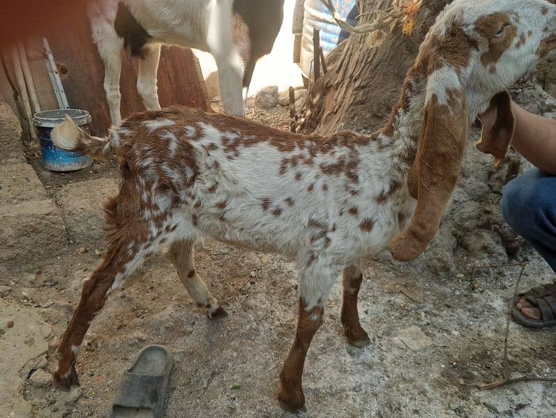 Goats available for sale 2