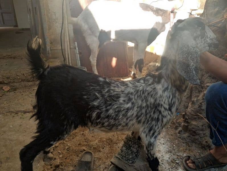 Goats available for sale 3