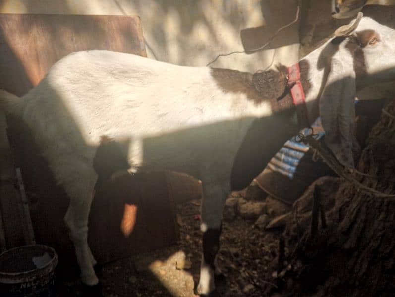 Goats available for sale 4