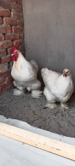 White heavy buff egg laying pair A+