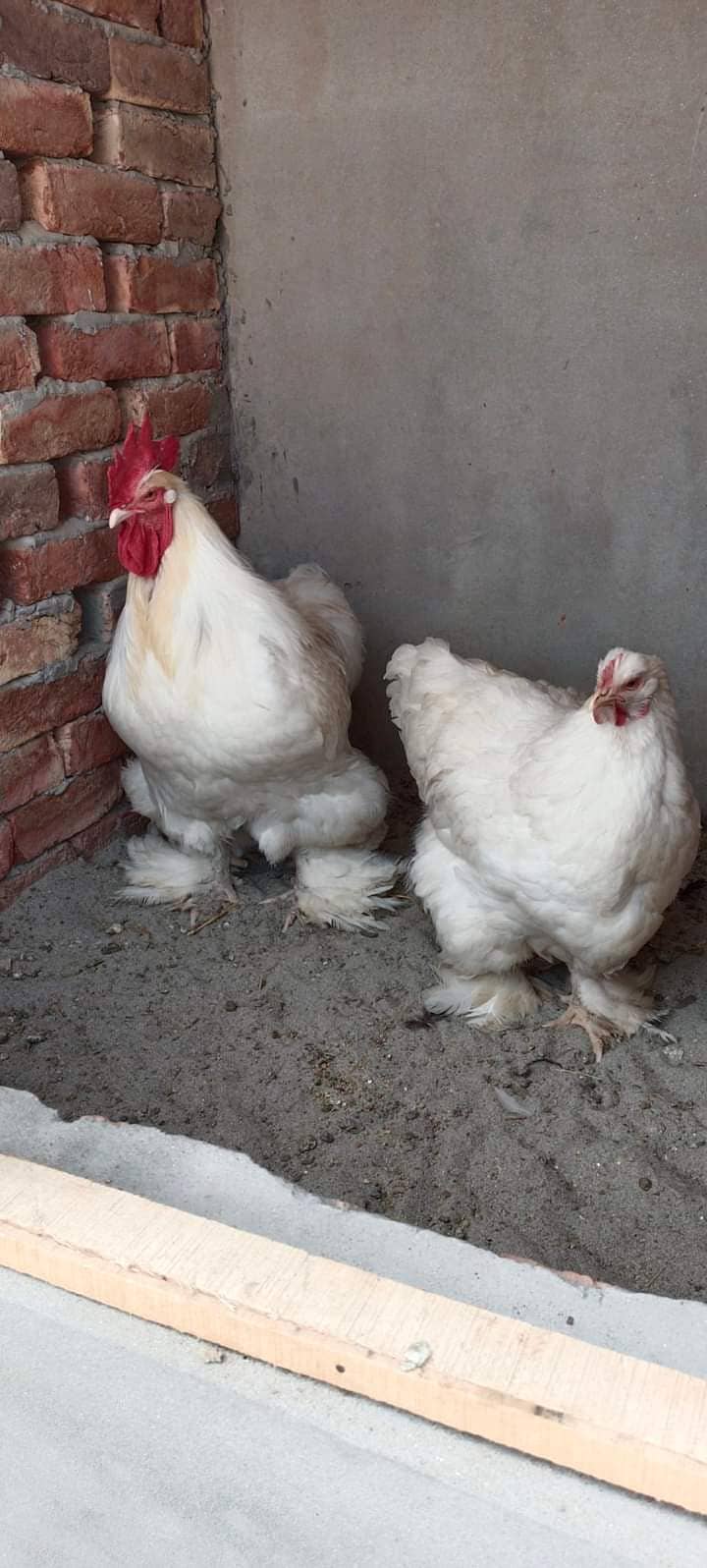 White heavy buff egg laying pair A+ 0