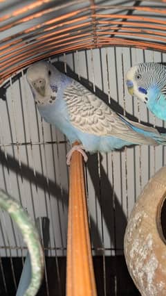 Budgie