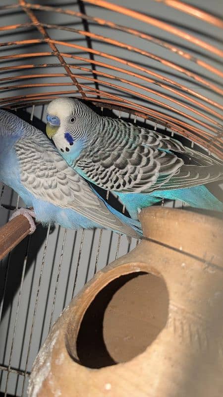 Budgie pair urgent sale! 1