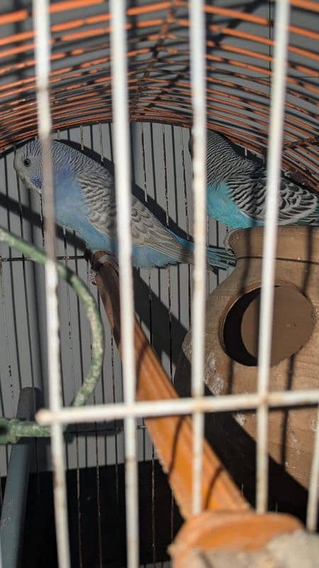 Budgie pair urgent sale! 2