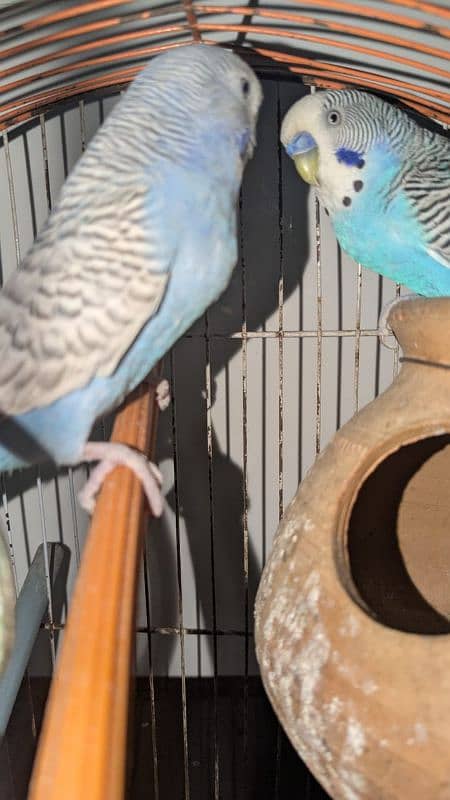 Budgie pair urgent sale! 3