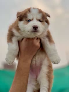 husky puppy