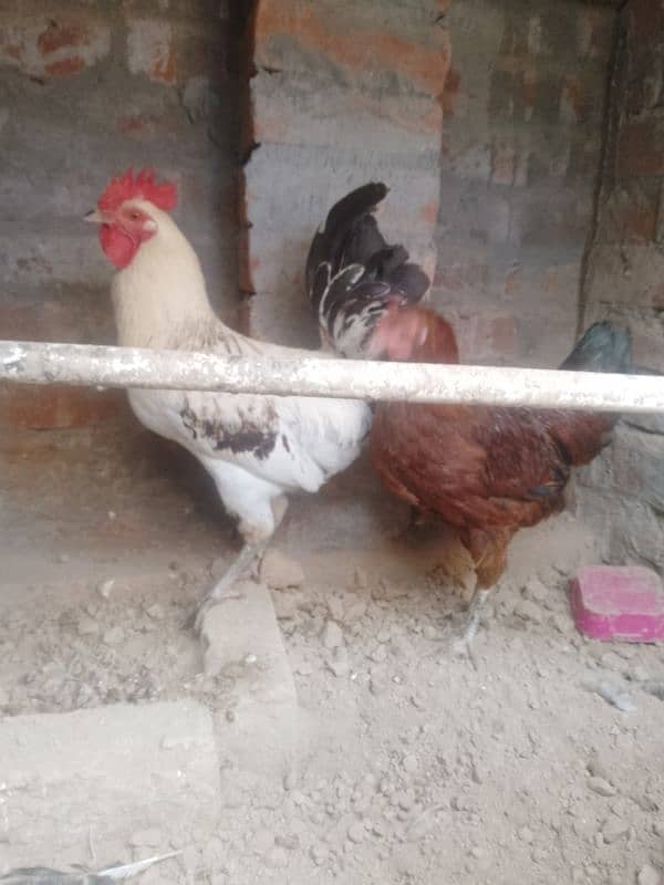 Golden Misri Hens pair for sale in Lahore Rana Town 2600 PKR only۔ 4