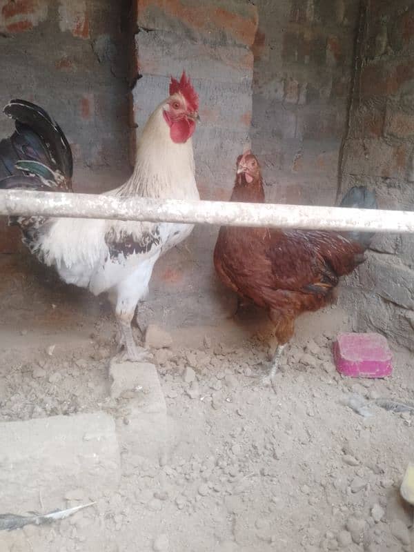 Golden Misri Hens pair for sale in Lahore Rana Town 2600 PKR only۔ 0