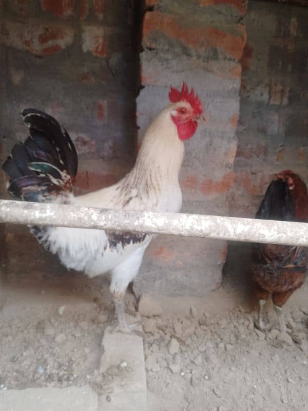 Golden Misri Hens pair for sale in Lahore Rana Town 2600 PKR only۔ 1