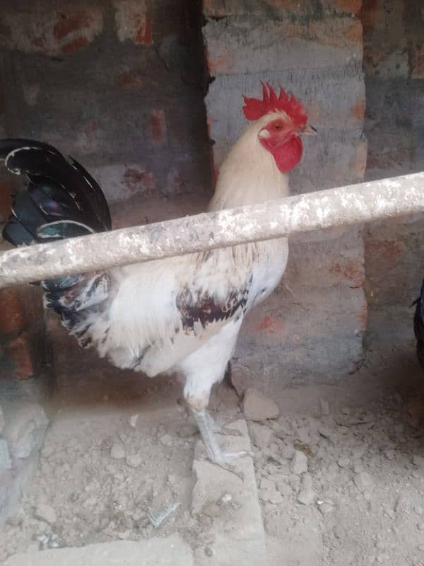 Golden Misri Hens pair for sale in Lahore Rana Town 2600 PKR only۔ 2