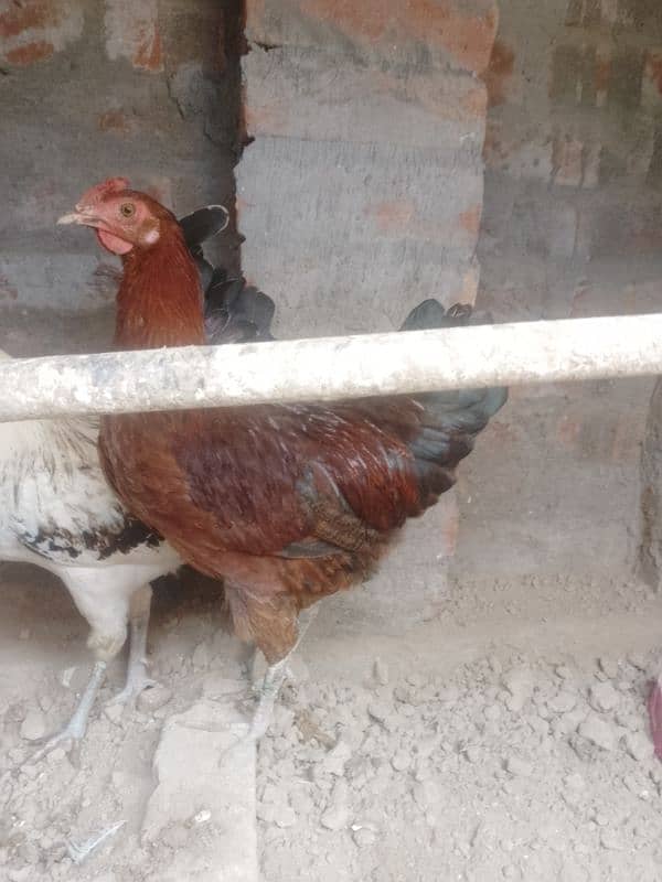 Golden Misri Hens pair for sale in Lahore Rana Town 2600 PKR only۔ 3