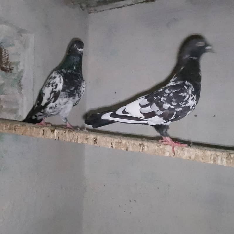 Kalpotiya jora ande Bache karta Howa laga Howa pair 5