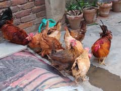 Golden|Misri|Egg Laying Hen|Desi|Murghi|Female|Chick