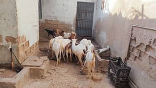 goats for qurbani 2025