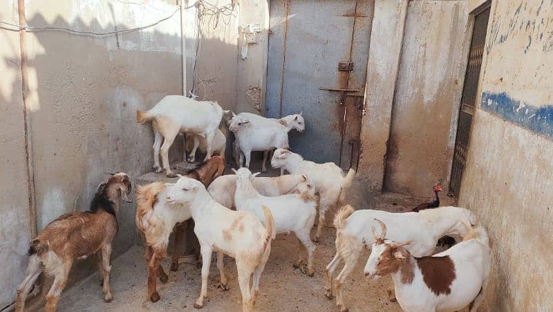 goats for qurbani 2025 1