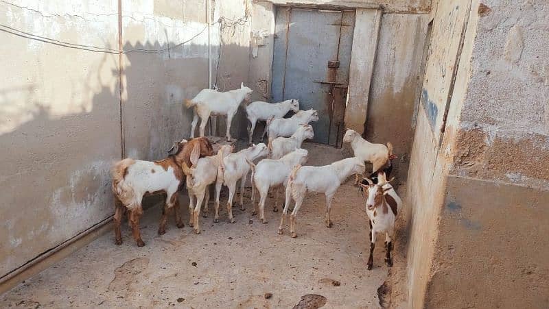 goats for qurbani 2025 3