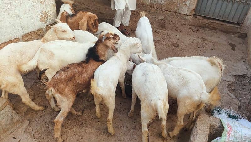 goats for qurbani 2025 4