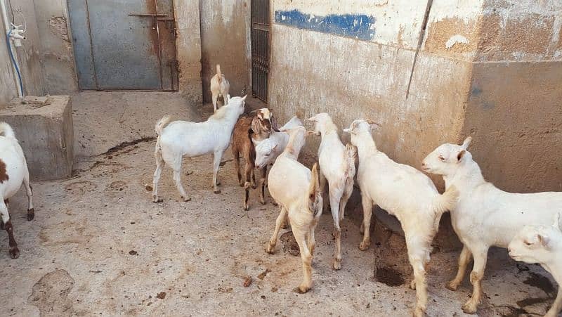 goats for qurbani 2025 5