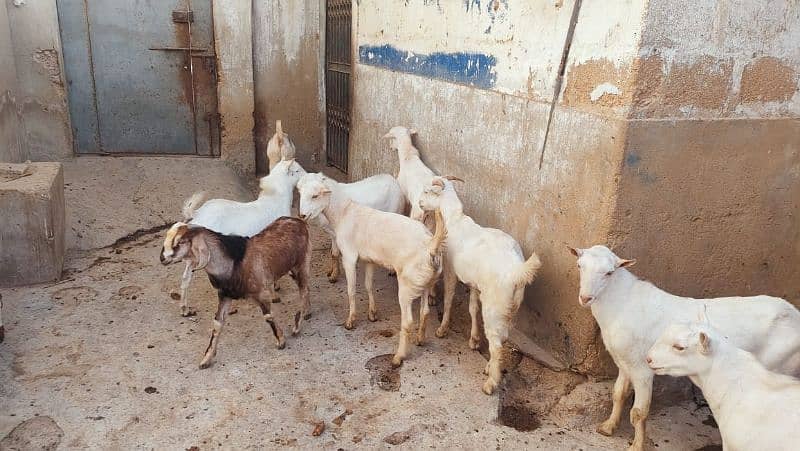 goats for qurbani 2025 6