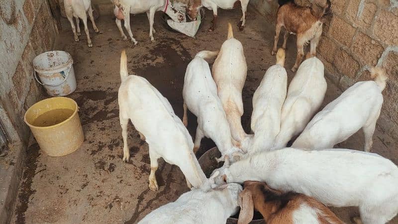 goats for qurbani 2025 7