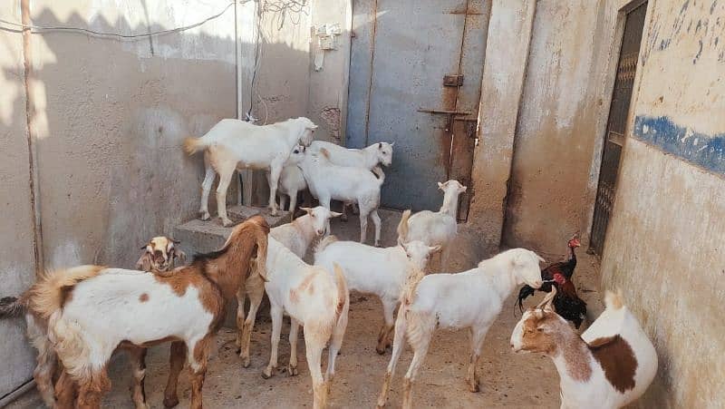 goats for qurbani 2025 8